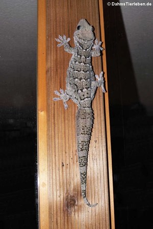 Siamesischer Grünaugengecko (Gekko siamensis)