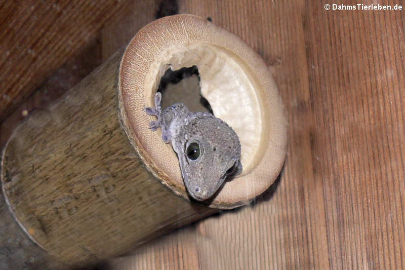 Siamesischer Grünaugengecko (Gekko siamensis)