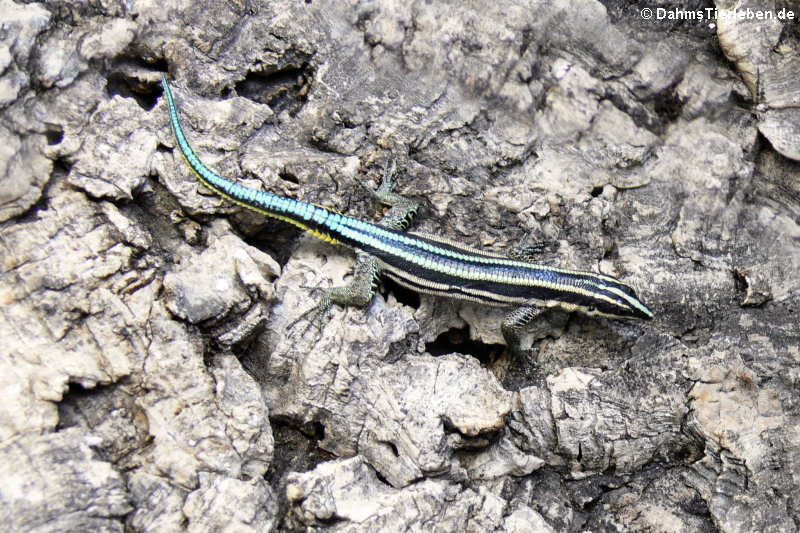 Holaspis guentheri im Terrarium