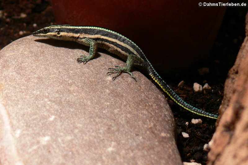 Holaspis guentheri im Terrarium