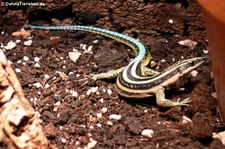 Sägeschwanzeidechse (Holaspis guentheri) bei DahmsTierleben