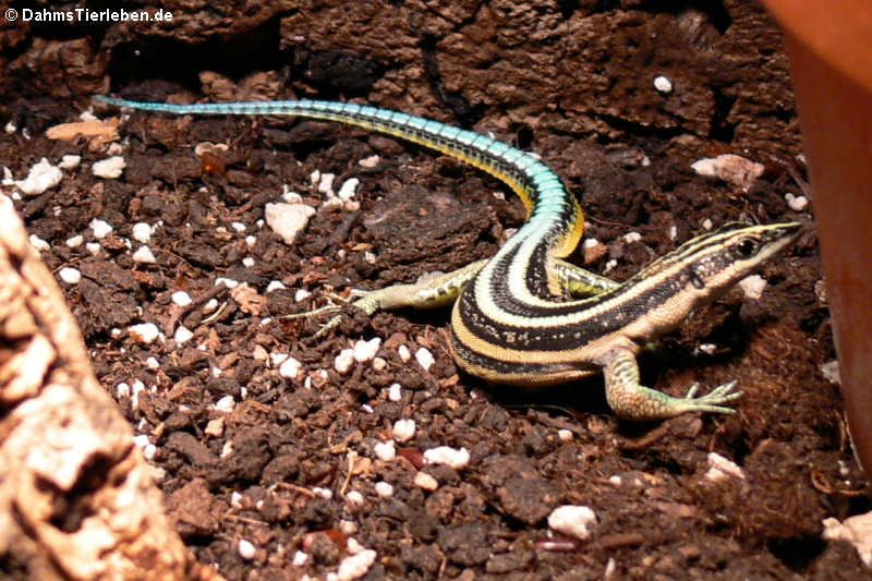 Holaspis guentheri im Terrarium