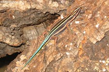 Sägeschwanzeidechse (Holaspis guentheri) bei DahmsTierleben