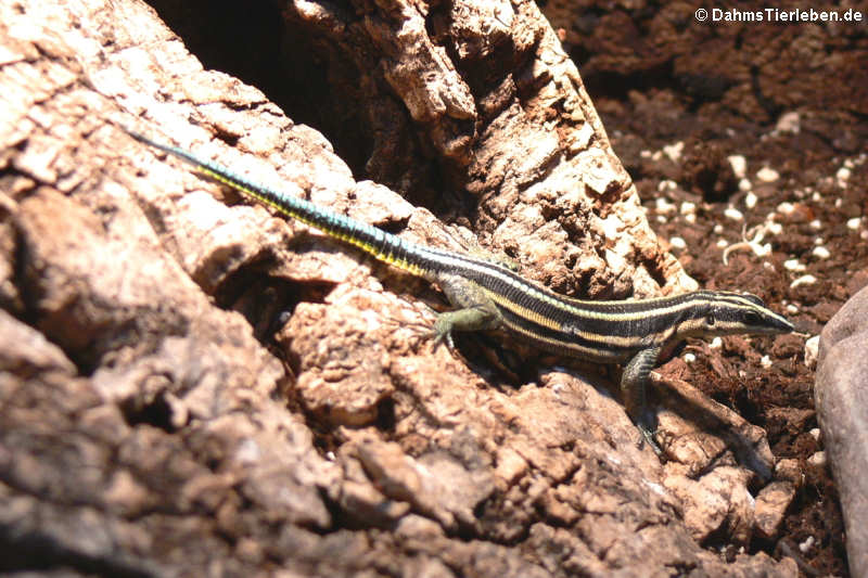 Holaspis guentheri im Terrarium