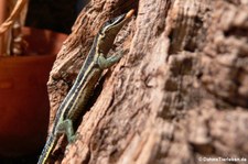 Sägeschwanzeidechse (Holaspis guentheri) bei DahmsTierleben