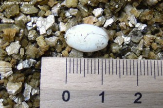 Die Eier sind etwa 1 cm gross
