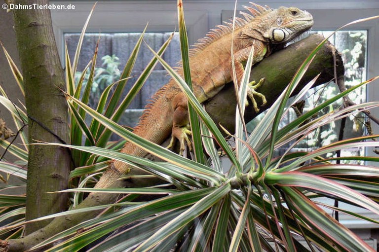 Iguana iguana