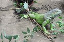 Iguana iguana