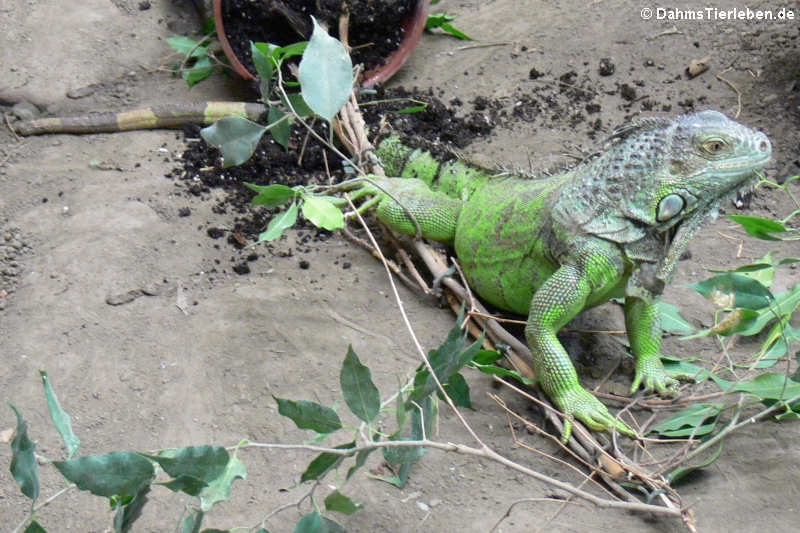 Iguana iguana