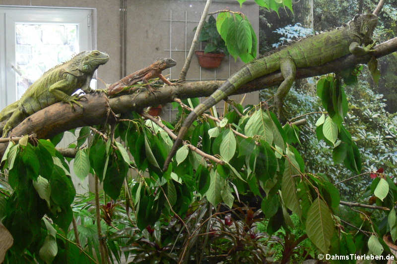 Grüne Leguane im Großterrarium