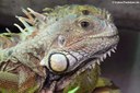 Iguana iguana