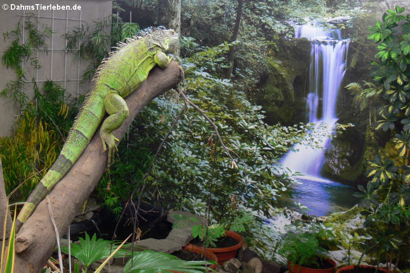 Grüner Leguan (Iguana iguana) im Großterrarium