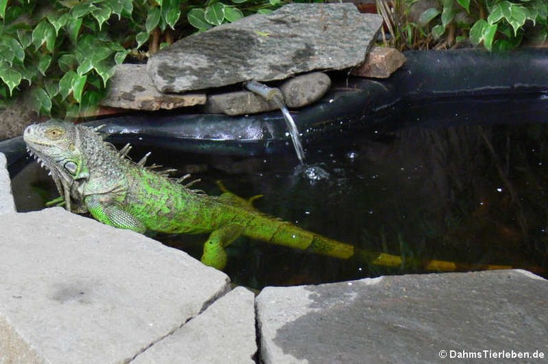 Iguana iguana