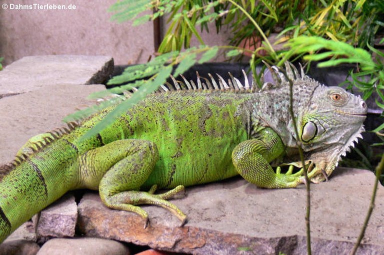 Iguana iguana