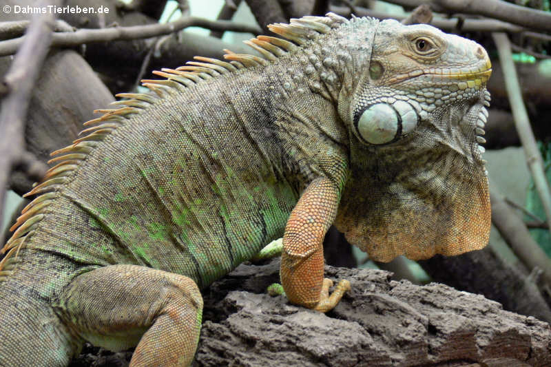 Grüner Leguan Iguana iguana-7