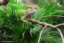 Iguana iguana