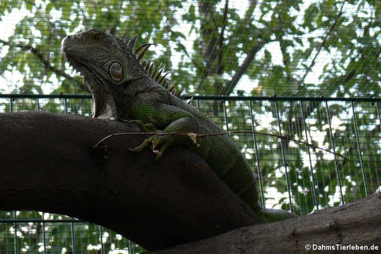 Iguana iguana