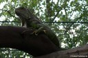 Iguana iguana