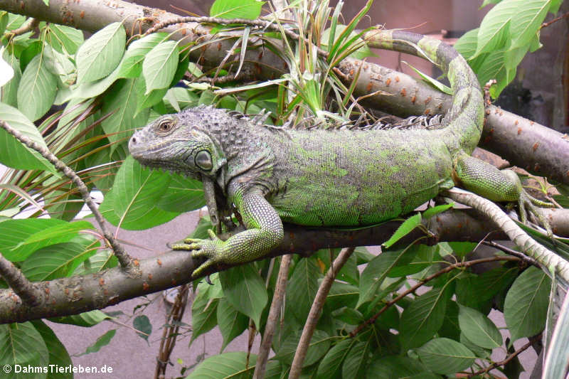 Grüner Leguan Iguana iguana-5
