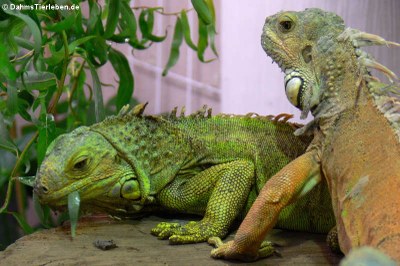 Grüner Leguan beim Fressen der Blätter