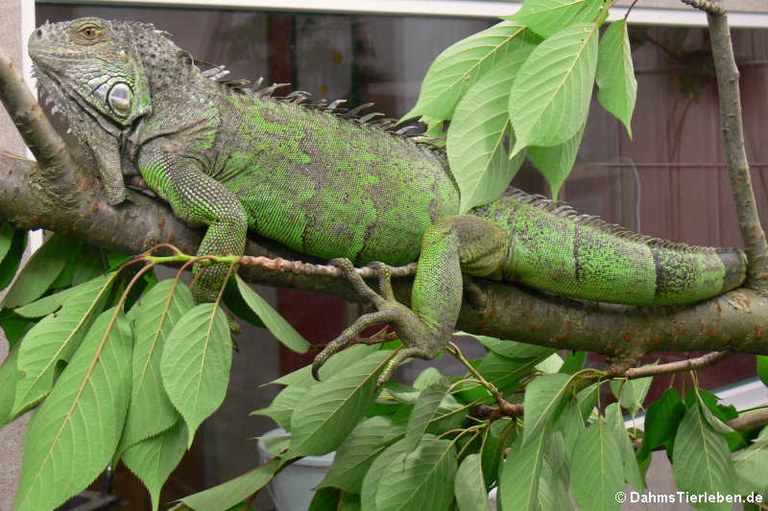 Iguana iguana