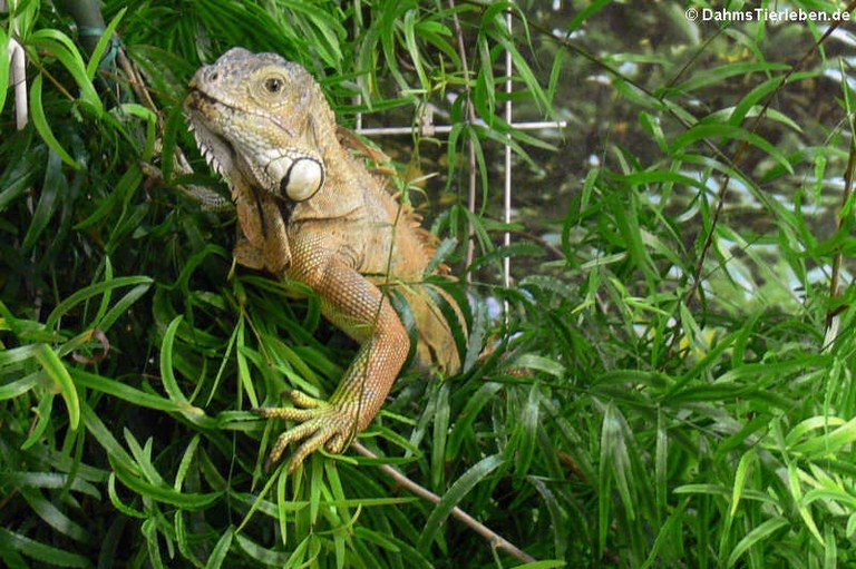 Iguana iguana