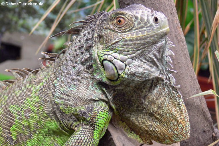 Iguana iguana