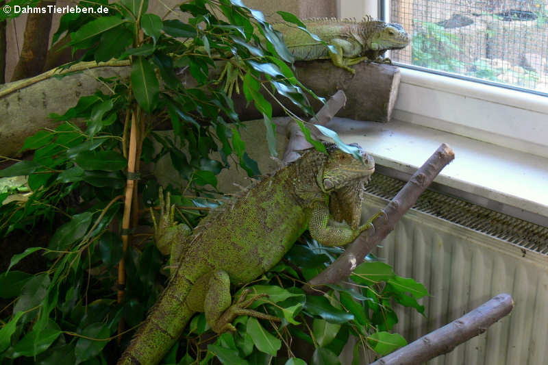 Wann geht das Fenster auf?