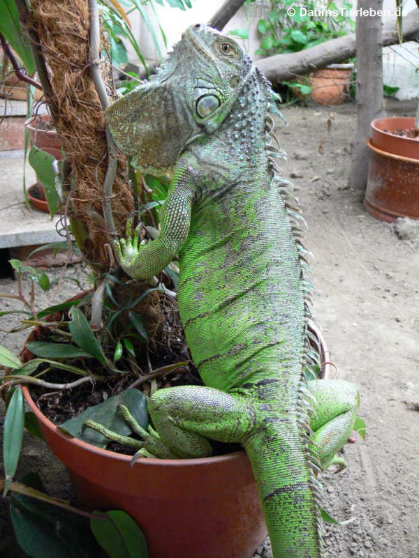 Iguana iguana