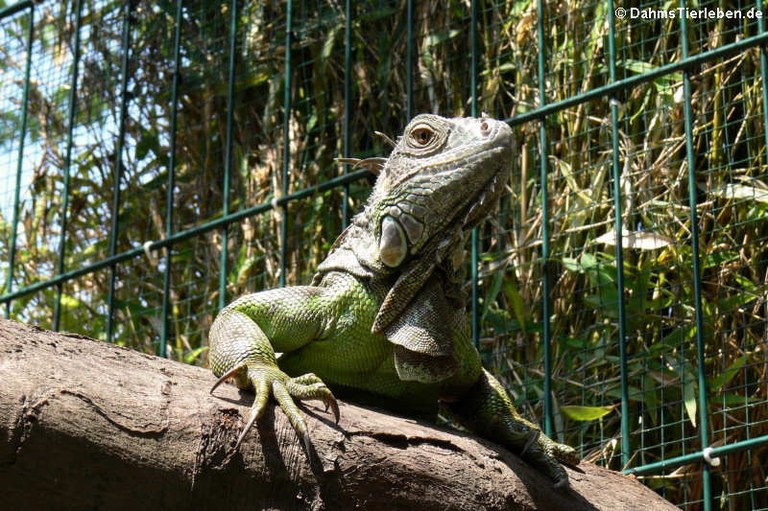 Iguana iguana