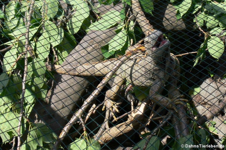 Iguana iguana