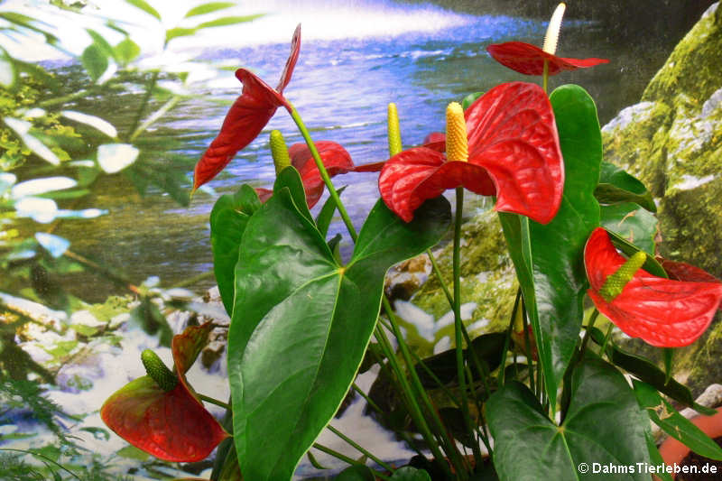 Große Flamingoblume (Anthurium andreanum)