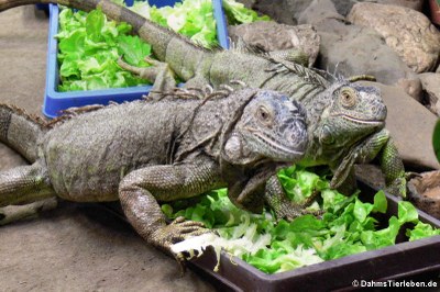 Leguan beim Fressen