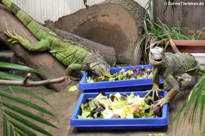 Leguane beim Fressen