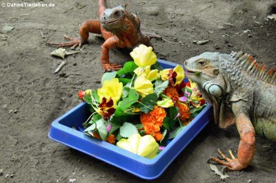 Grüne Leguane beim Fressen
