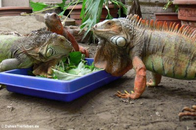 Grüne Leguane (Iguana iguana) im Großterrarium