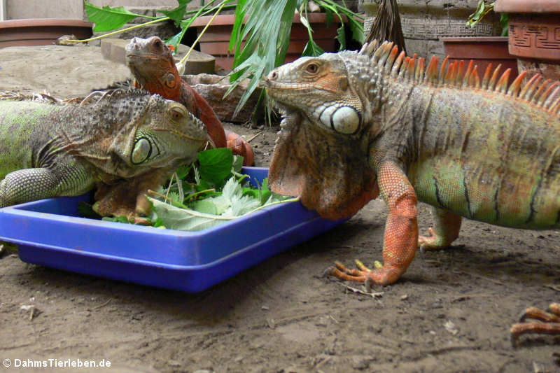 Grüne Leguane (Iguana iguana) im Großterrarium