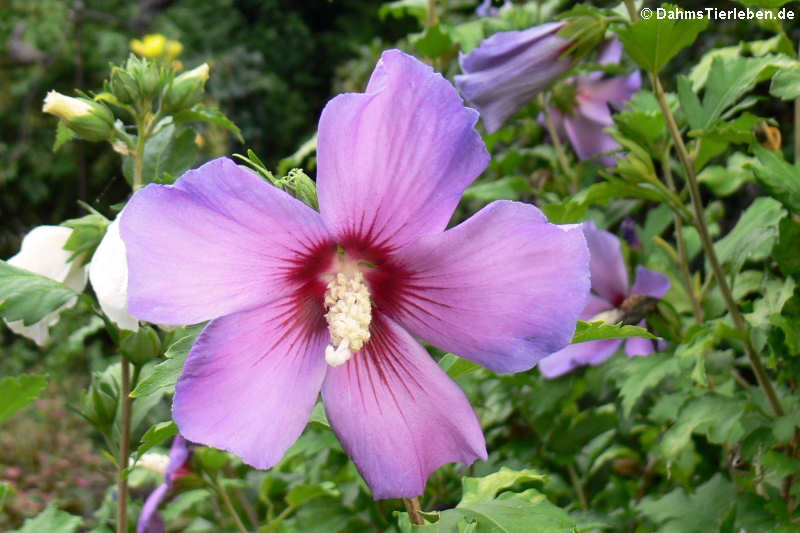 Straucheibisch (Hibiscus syriacus)