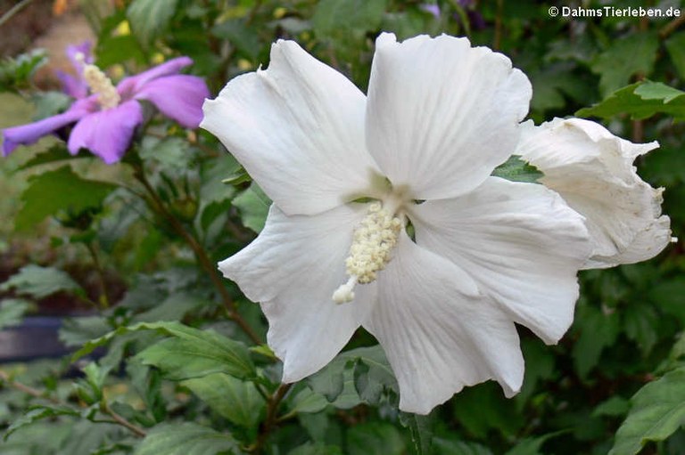 Hibiscus syriacus