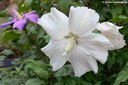 Hibiscus syriacus