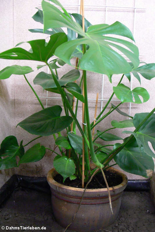 Fensterblatt (Monstera deliciosa)