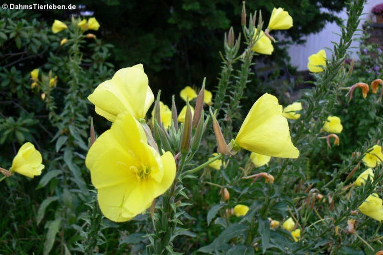 Oenothera biennis