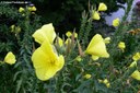 Oenothera biennis