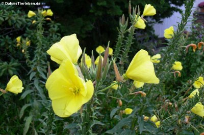 Gemeine Nachtkerze (Oenothera biennis)