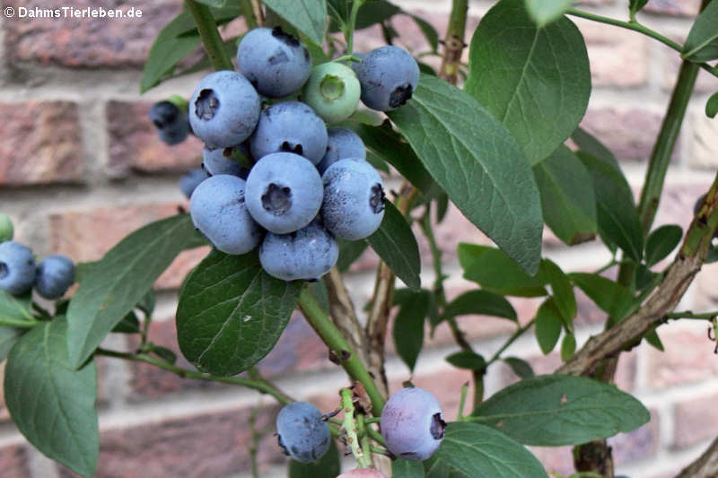 Heidelbeere oder Blaubeere (Vaccinium myrtillus)