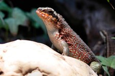 männlicher Maskenleguan (Leiocephalus personatus) bei DahmsTierleben