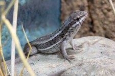 Junger Maskenleguan (Leiocephalus personatus) bei DahmsTierleben