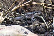 Junger Maskenleguan (Leiocephalus personatus) bei DahmsTierleben