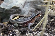 Junger Maskenleguan (Leiocephalus personatus) bei DahmsTierleben