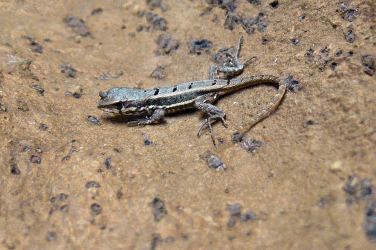 Leiocephalus personatus